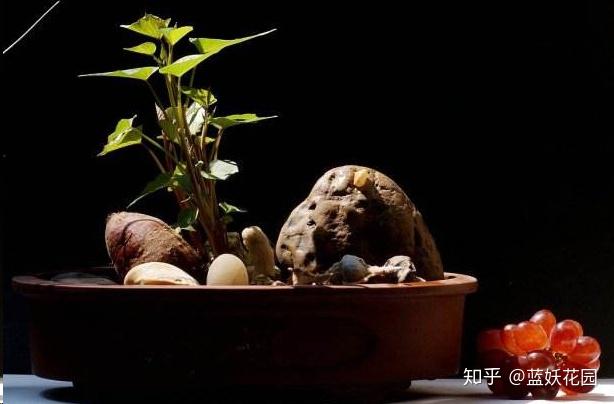 红薯叶的种植技术视频_食用红薯叶种植技术视频_种红薯叶的方法与技术