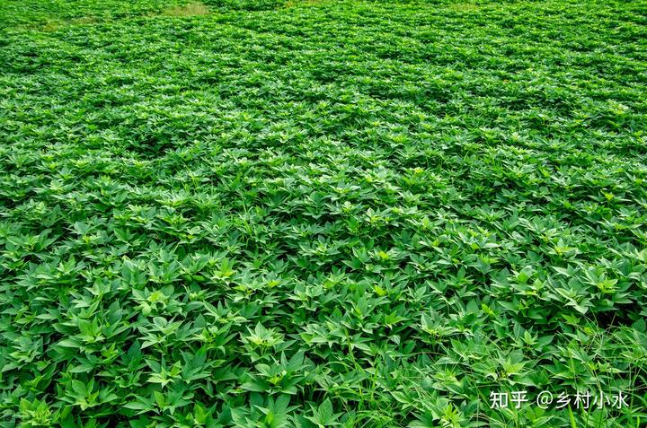 红薯叶的种植技术视频_在家种红薯叶的视频_如何种植红薯叶