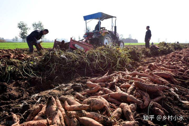 红薯叶的种植技术视频_如何种植红薯叶_在家种红薯叶的视频