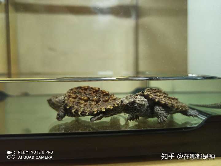 刚入手一只4-5cm小鳄龟，想要带到大学宿舍养，怎样能安全过冬啊？