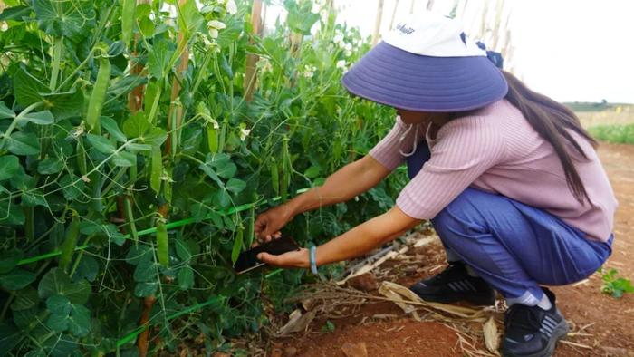 豌豆尖种子价格_致富经豌豆尖种植富人民_豌豆尖种植亩产量