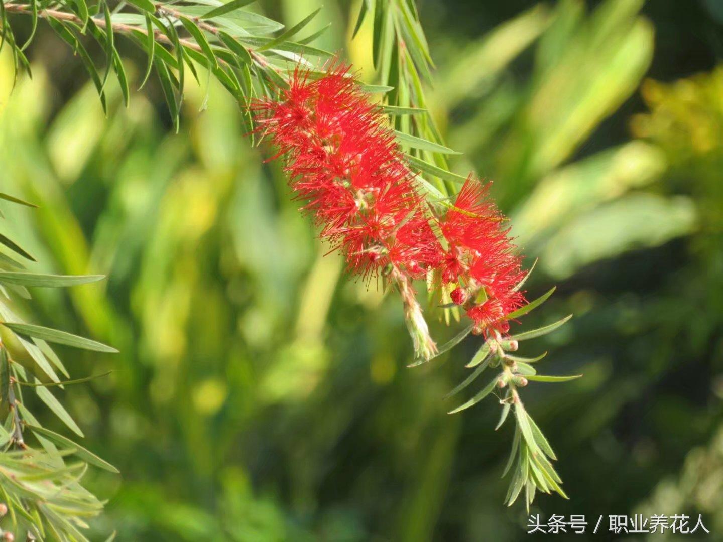 千层红树怎么种植_种植千层红技术要求_红千层种植技术