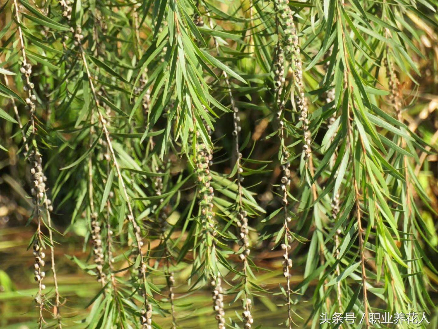 千层红树怎么种植_红千层种植技术_种植千层红技术要求