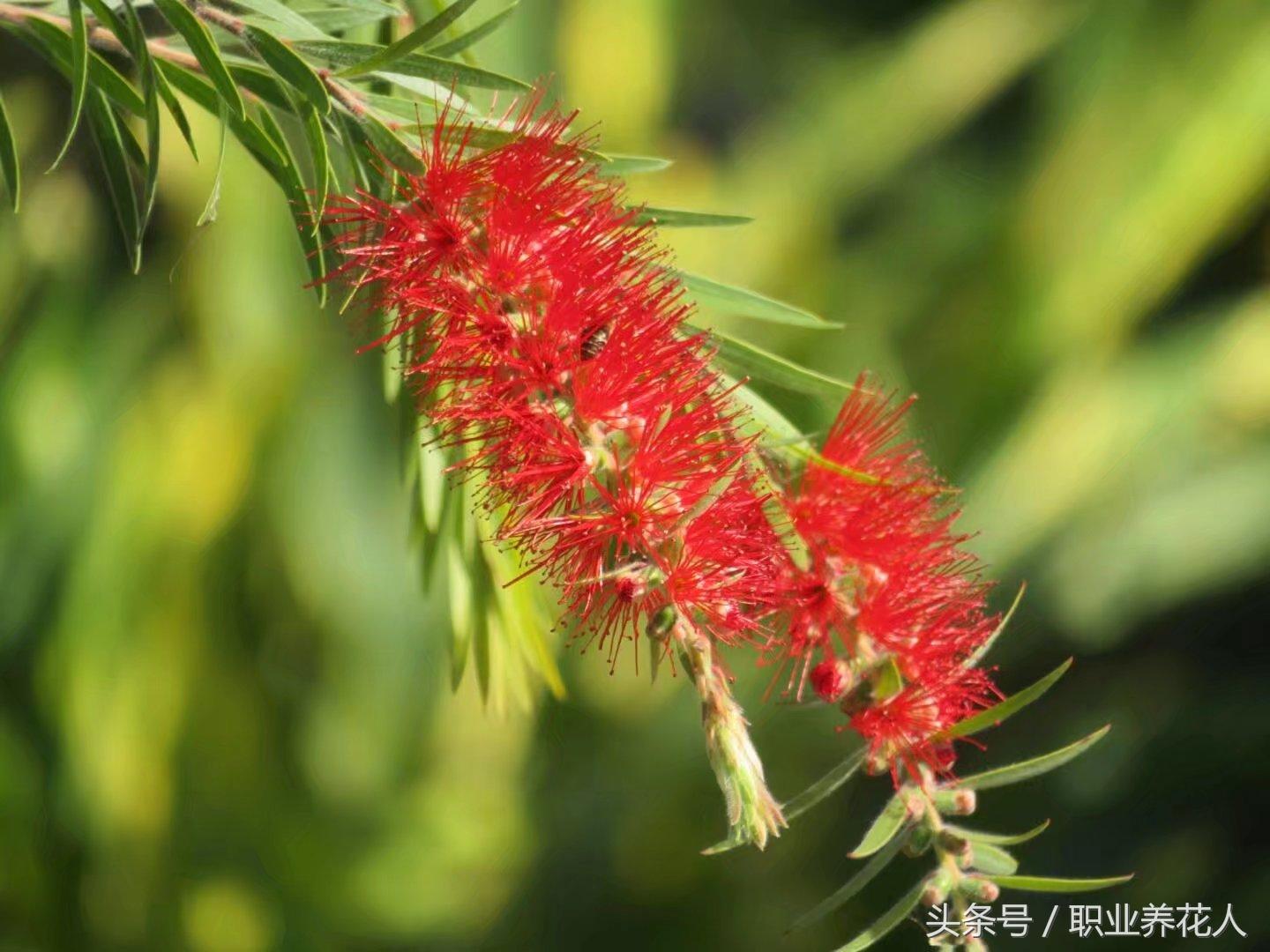 种植千层红技术要求_千层红树怎么种植_红千层种植技术