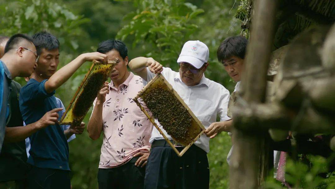 致富经土法养中蜂_致富经养中蜂视频_中华蜂养殖致富