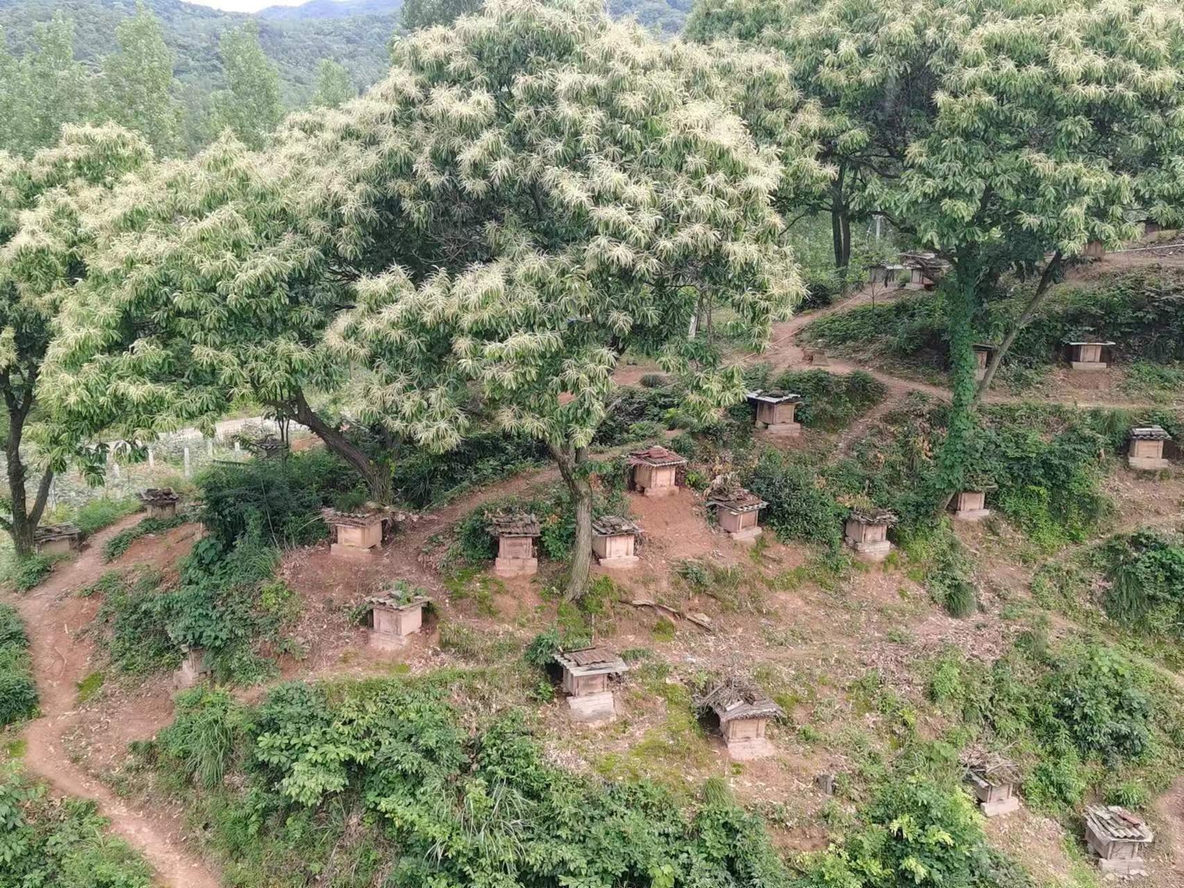 中华蜂对于人类自然栖息地的价值4.jpg