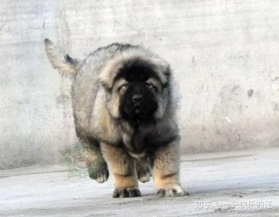 教你如何正确的饲养高加索犬？