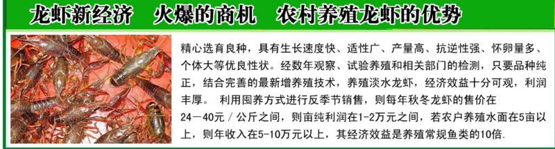 鱼塘养殖鲤鱼一般都喂什么饲料_养殖塘鲤鱼怎么钓_塘鲤鱼养殖技术视频