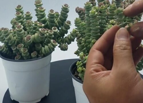 致富种植红掌视频_红掌种植成本_种植红掌致富
