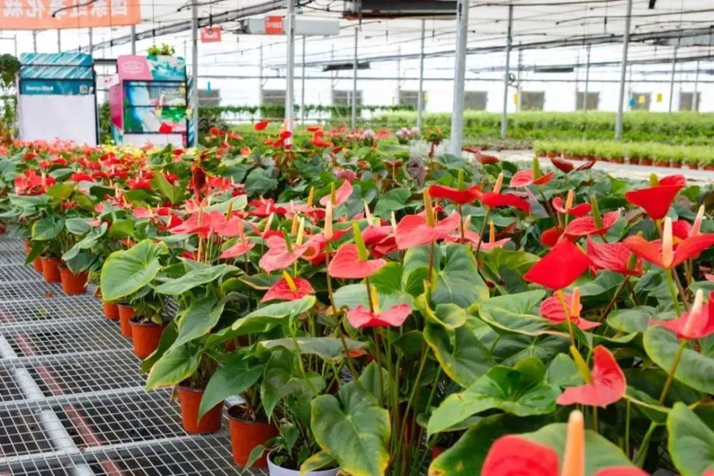 致富种植红掌图片_种植红掌致富_红掌种植成本