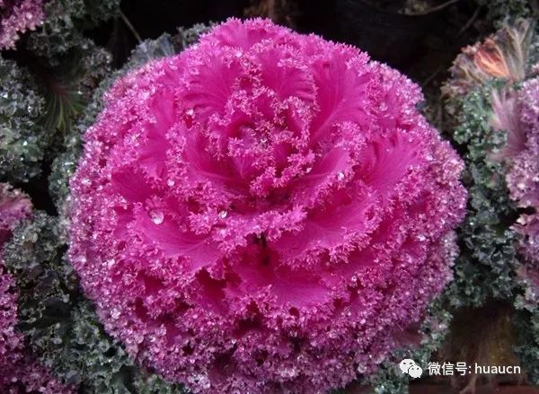 【羽衣甘蓝】好养漂亮还能吃——羽衣甘蓝栽培技术