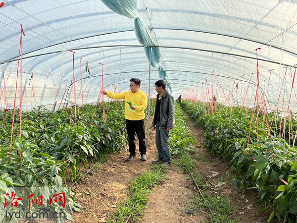 二十大时光丨“甜瓜哥”返乡创业逐梦 带领乡亲致富