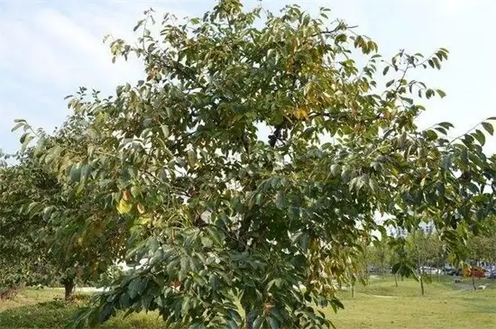 柿子种植技术视频_柿子种植技术全过程视频_柿子种植技术网