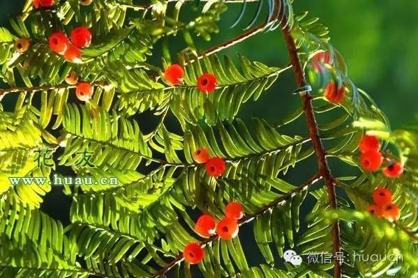 【红豆杉】红豆杉10年栽培经验分享