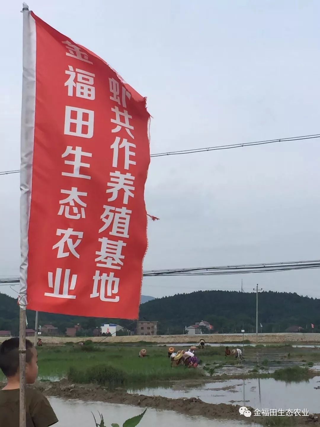 金福田稻田养殖小龙虾模式及技术要点介绍（一）