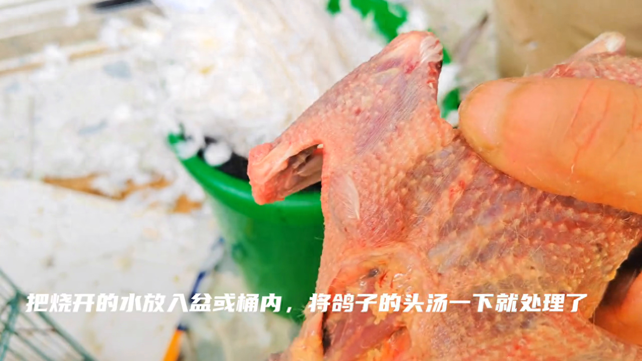 一鸽胜九鸡，怎样炖才好喝不腥？