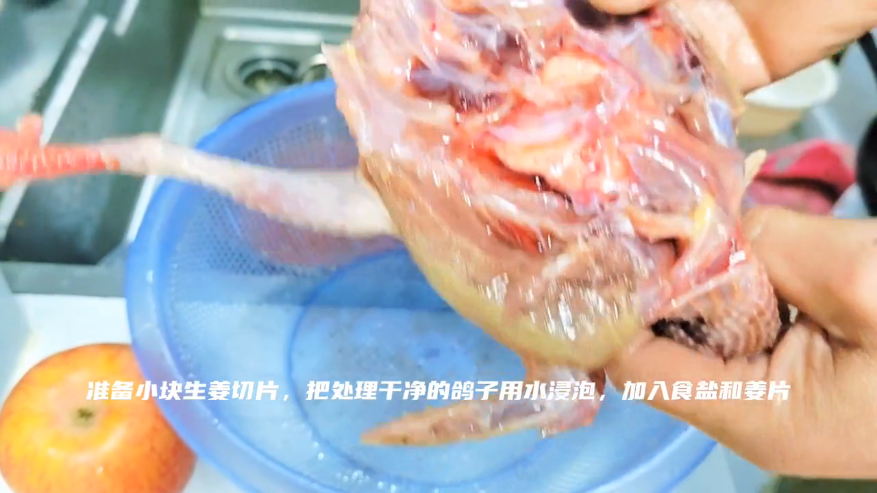 最新鸽子养殖视频_养鸽子视视频_鸽子养殖技术大全视频