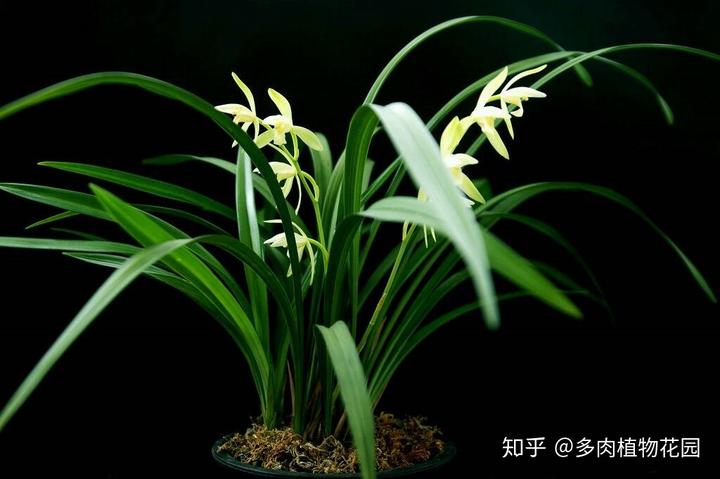 河北邯郸蔬菜大棚种植基地_邯郸大棚厂家直销_邯郸大棚种植致富