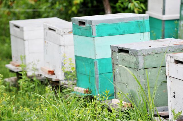 蜜蜂养殖技术｜越冬蜂培育期蜂群分蜂的危害、特点及原因分析
