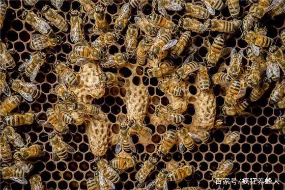 蜂业养殖_养蜂生产实用技术问答_中蜂养殖技术人工分蜂