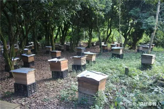 中蜂养殖技术人工分蜂_养蜂生产实用技术问答_蜂业养殖