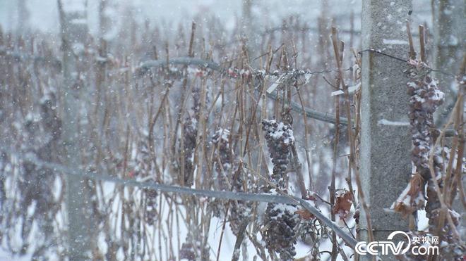 [致富经]迷上冰天雪地里的丑葡萄 20180308