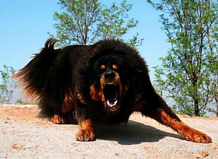致富经养狼_富人养狼_致富经养犬视频全集