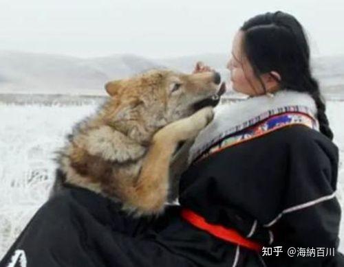 致富经养犬视频全集_富人养狼_致富经养狼