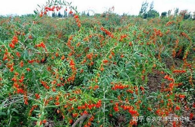 枸杞好吃但不会种？教你一些小技巧，一棵树就能吃一年
