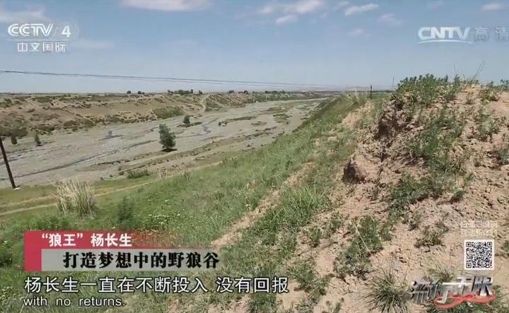 致富经养狼_富人养狼_致富经养犬视频全集