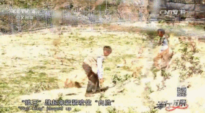 富人养狼_致富经养犬视频全集_致富经养狼