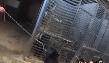致富经养狼_富人养狼_致富经养犬视频全集