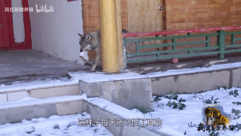 致富经养犬视频全集_富人养狼_致富经养狼
