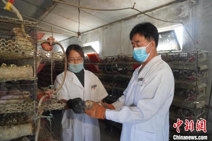 合作社已进行从喂食、饮水到粪便处理的规范化养殖。　李敏 摄
