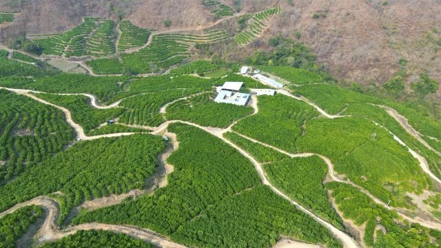 种植沃柑视频_种植沃柑致富_沃柑种植成本与收益