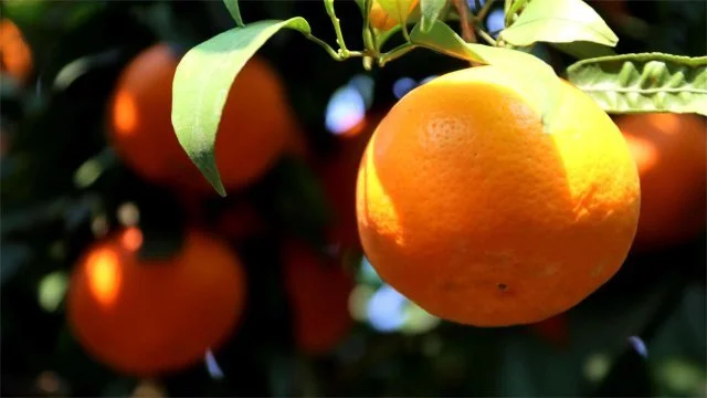 种植沃柑致富_沃柑种植成本与收益_种植沃柑视频