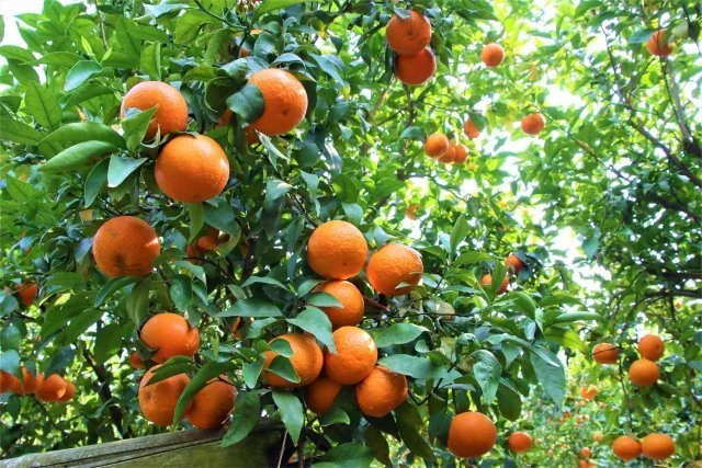 沃柑种植成本与收益_种植沃柑视频_种植沃柑致富