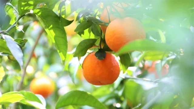 种植沃柑致富_沃柑种植成本与收益_种植沃柑视频