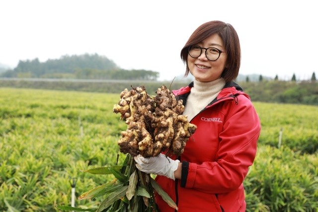 种植姜最新技术与管理_种姜技术咨询技术视频_姜的最新种植技术