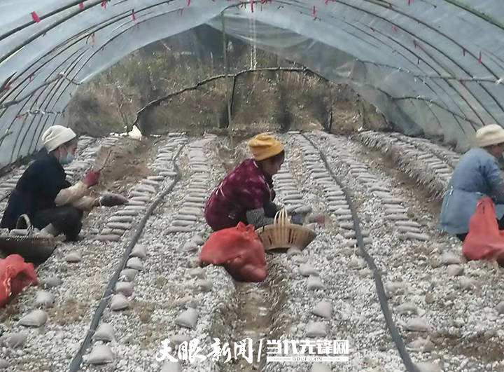 致富经江龙视频_农业致富视频_致富故事会视频