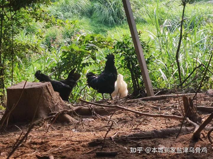 养殖乌骨鸡技术要求高吗_养殖乌骨鸡怎么样_乌骨鸡怎么养殖技术