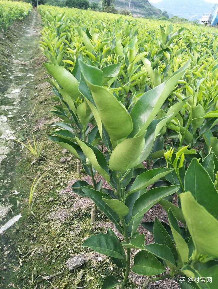 种沙糖桔管理技术大全_沙糖桔种植技术教材_种植砂糖桔