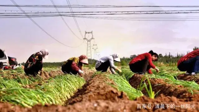 大葱种植技术全过程_大葱种植过程技术要点_大葱种植过程技术与管理