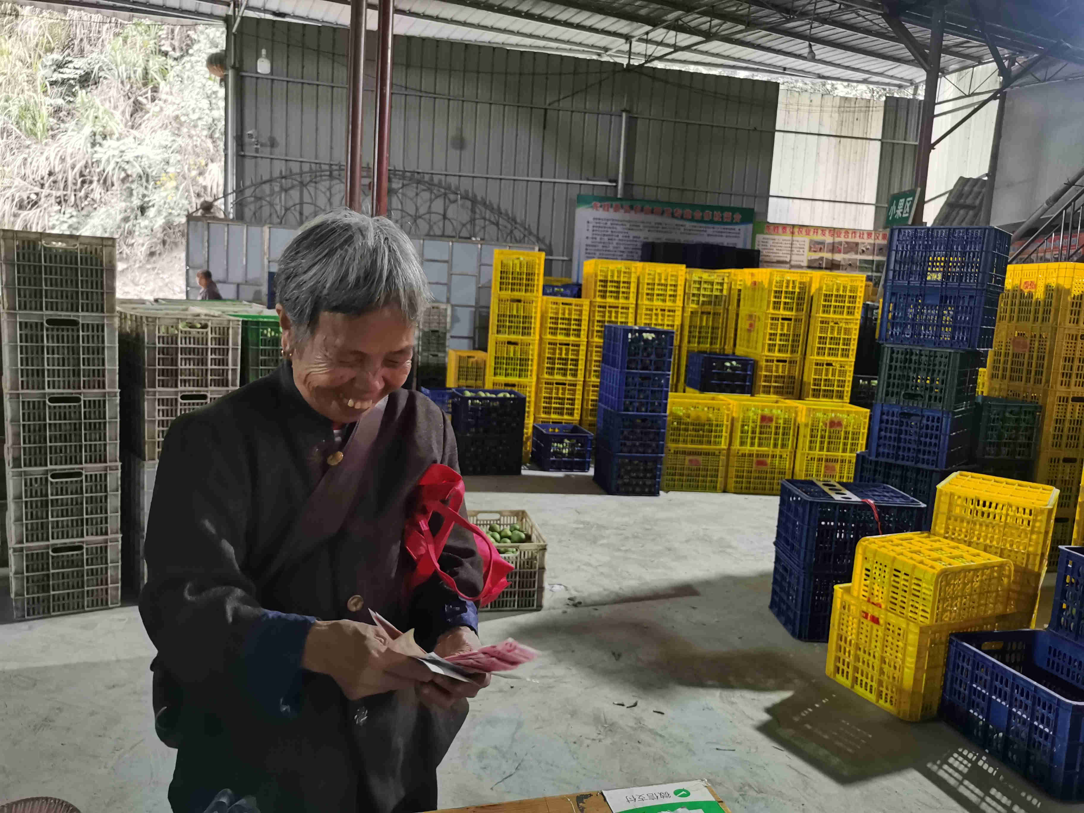 广西龙胜： 罗汉果变身“致富果”