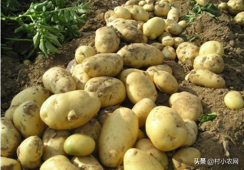 土豆高产种植技术2015_土豆高产种植技术视频_土豆高产种植技术和管理