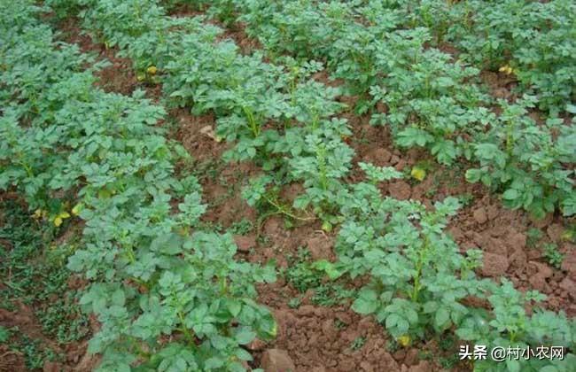 土豆高产种植技术2015_土豆高产种植技术视频_土豆高产种植技术和管理