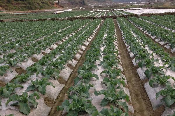 种植花菜怎样浇水与施肥，附病害防治