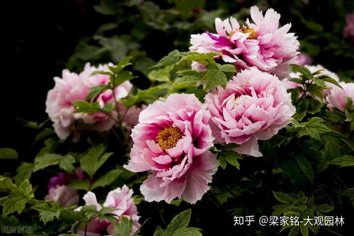 楼顶养殖项目_楼顶养殖赚钱_南方楼顶养殖致富