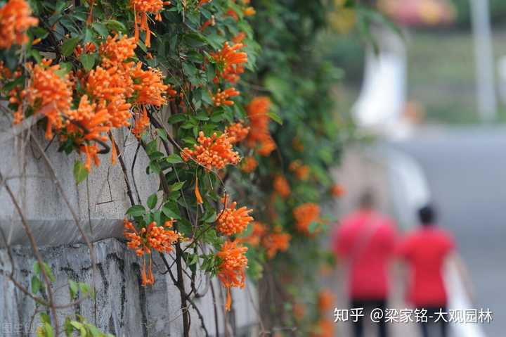楼顶养殖赚钱_南方楼顶养殖致富_楼顶养殖项目