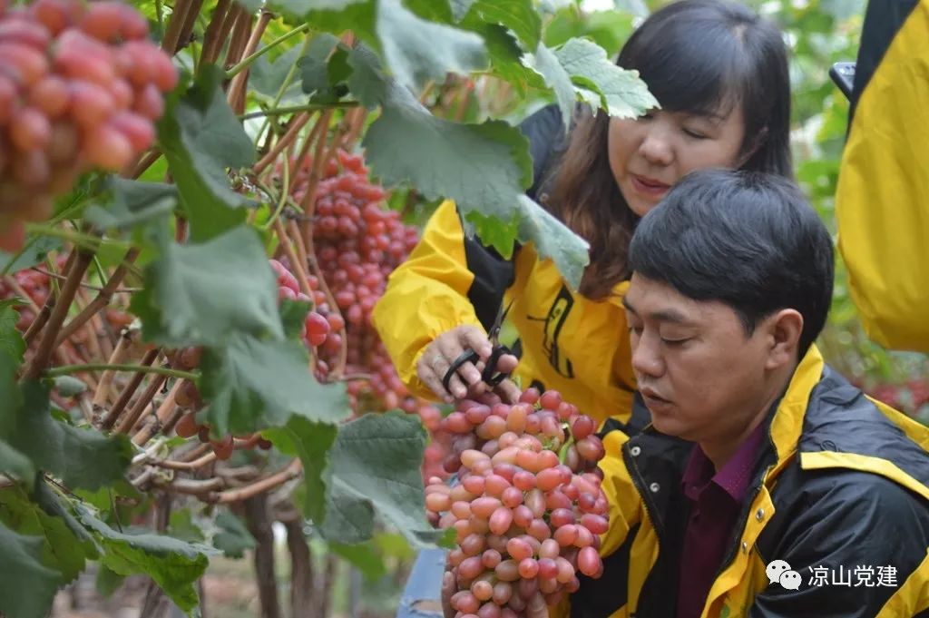 雷波脐橙种植技术_雷波脐橙种植致富_雷波脐橙亩产量多少斤
